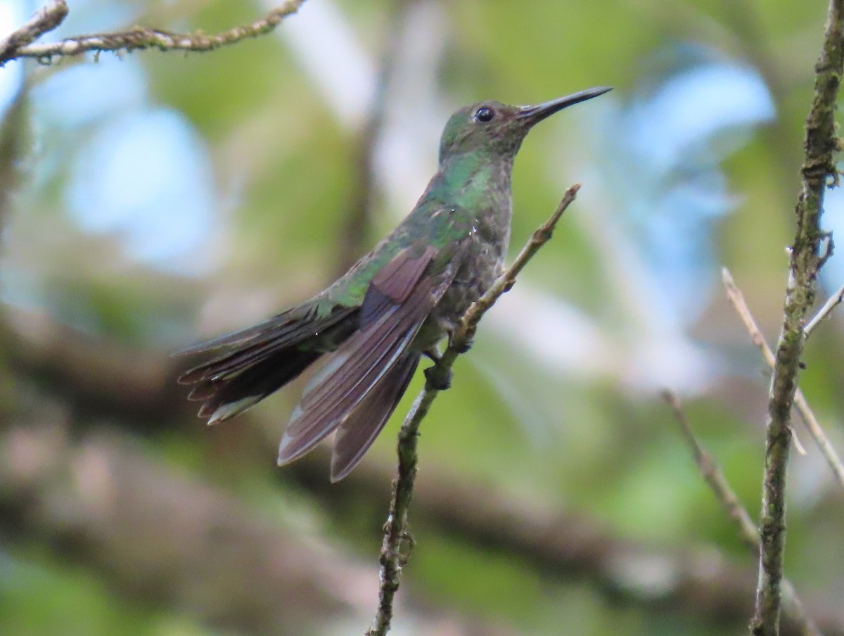 Scaly-breasted Hummingbird - ML618076137
