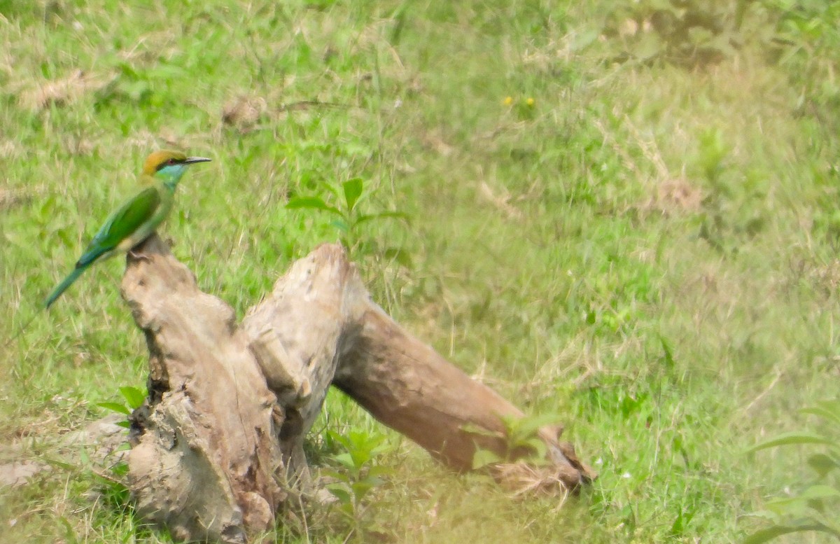 Asian Green Bee-eater - tina shangloo