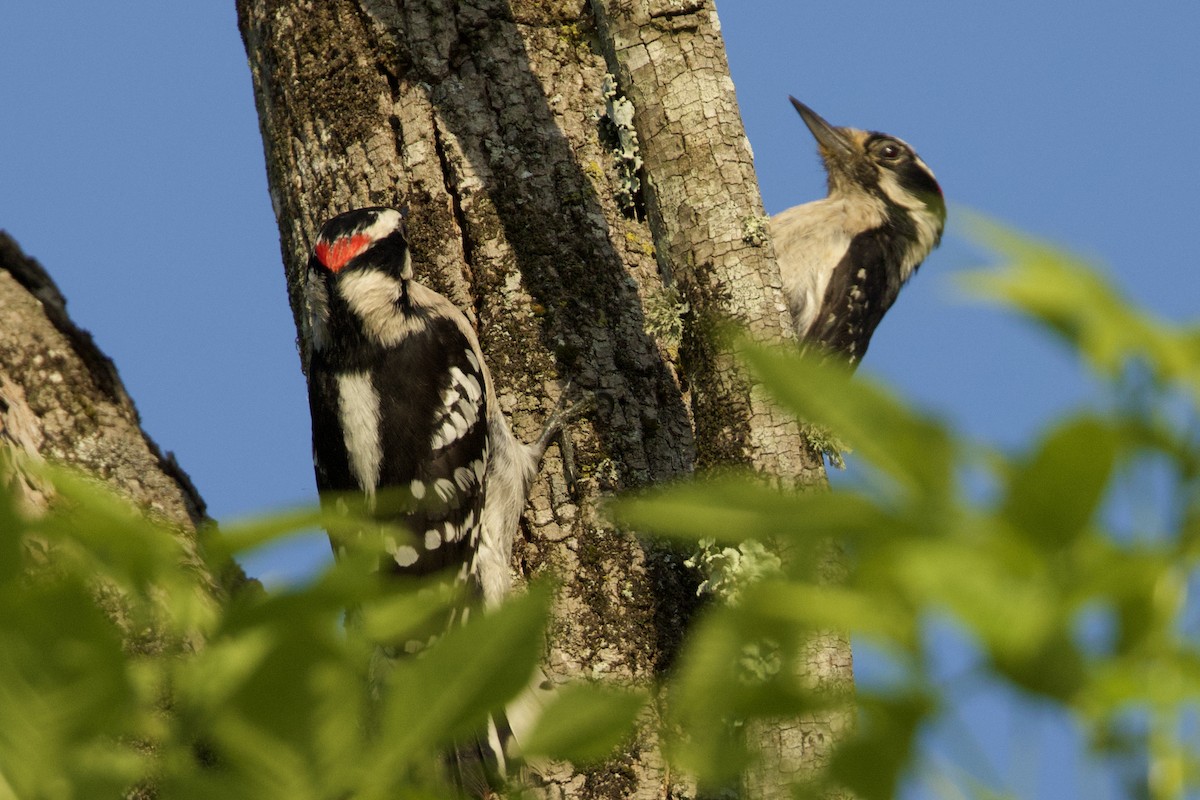 Downy Woodpecker - ML618076174