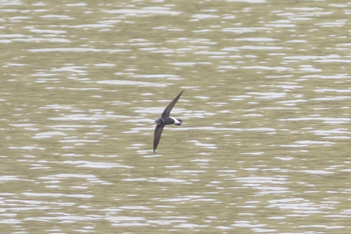 Silver-backed Needletail - ML618076188