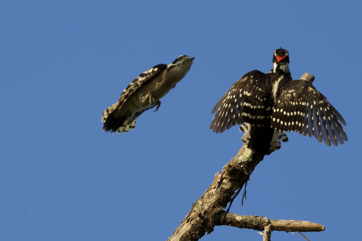 Downy Woodpecker - ML618076200
