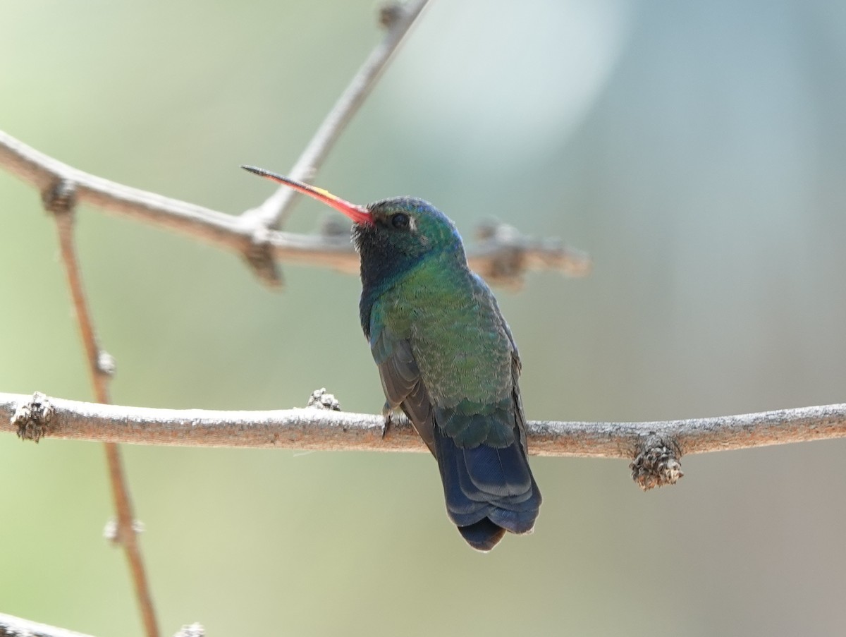 Broad-billed Hummingbird - Robin Oxley 🦉