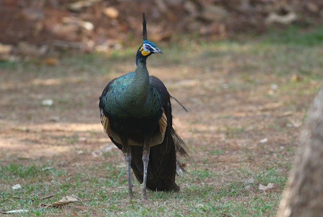 Green Peafowl at Phu Khieo Wildlife Sanctuary--Thung Kamang by Benjamin Pap