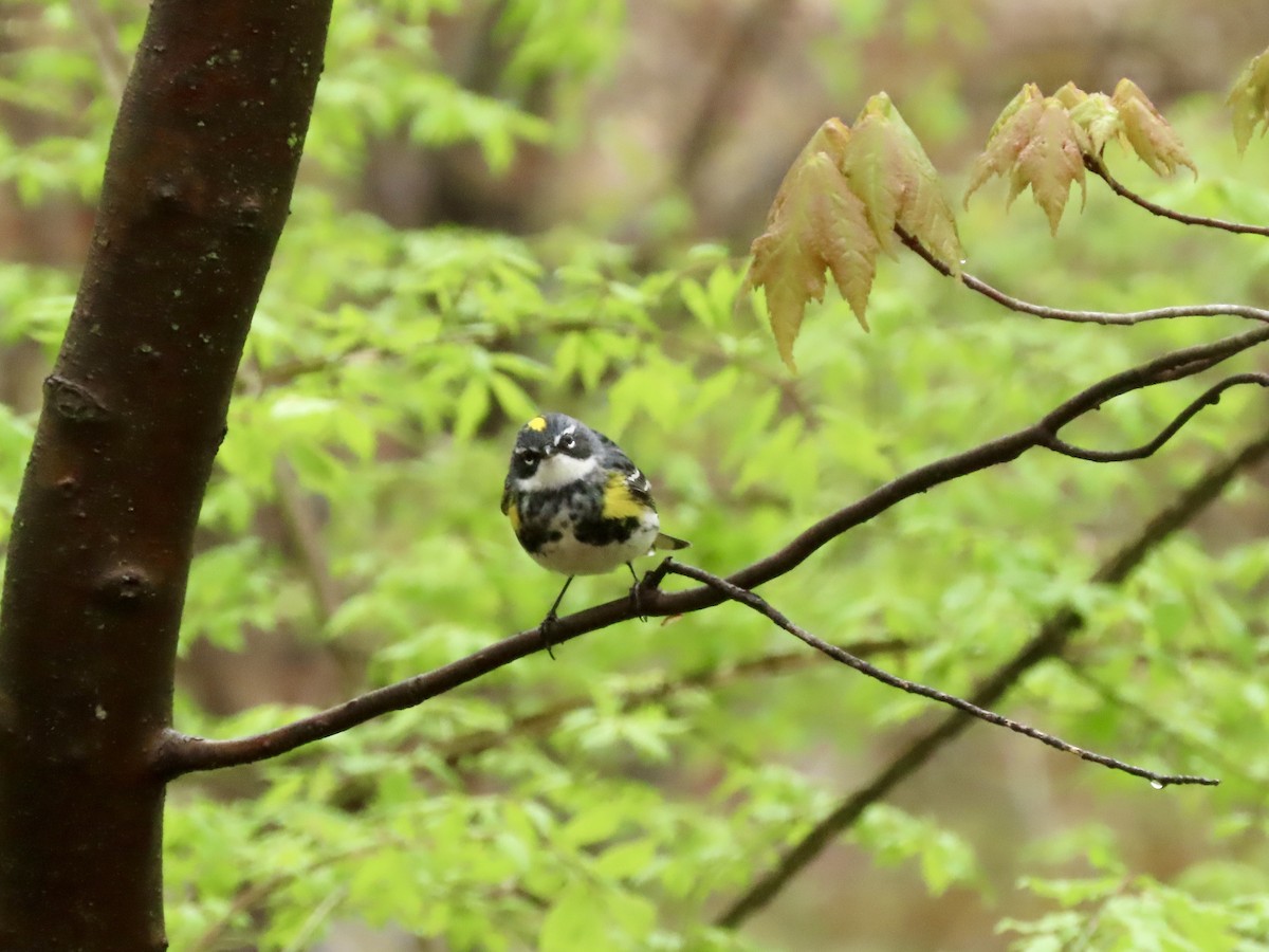 Yellow-rumped Warbler - LouAnn O'Hora