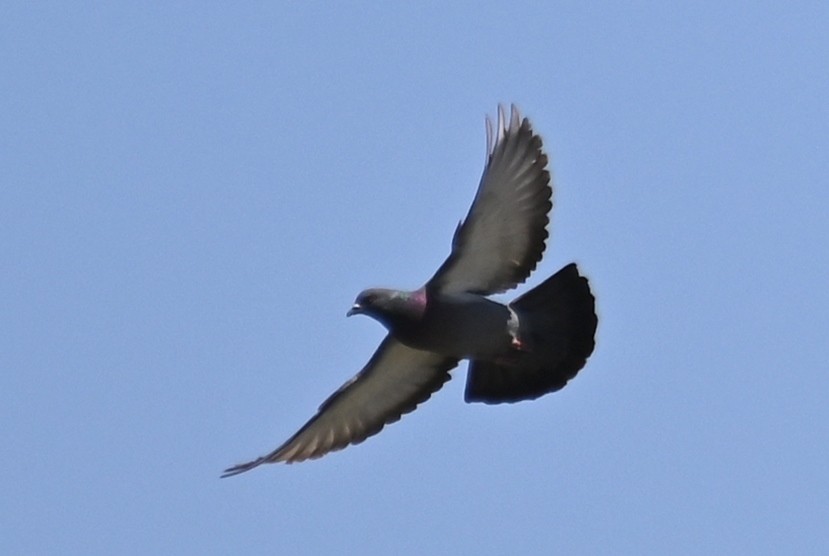 Pigeon biset (forme domestique) - ML618076252