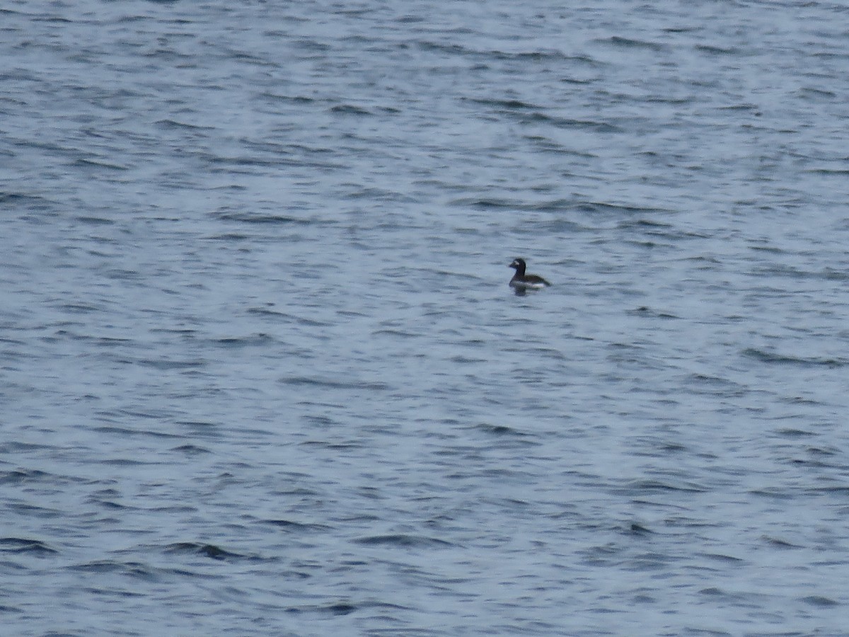 Long-tailed Duck - ML618076261