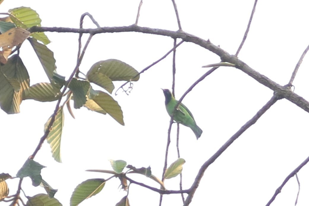 Golden-fronted Leafbird - Benjamin Pap