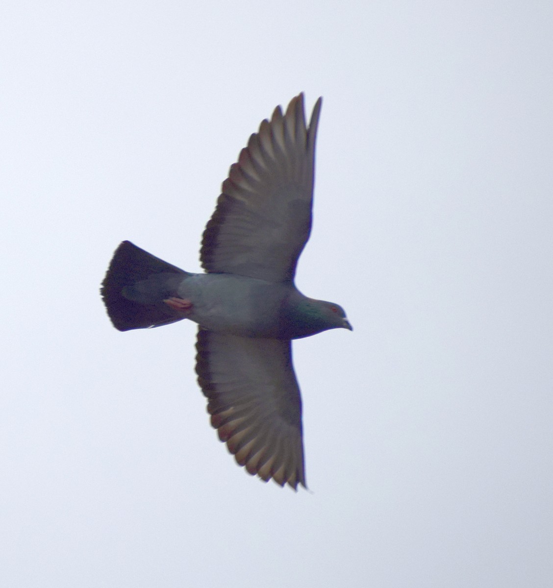 Rock Pigeon (Feral Pigeon) - Richard Buist