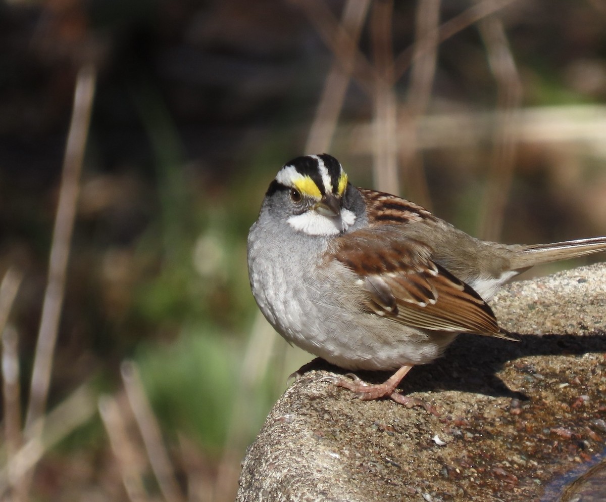 White-throated Sparrow - Chris Morrison