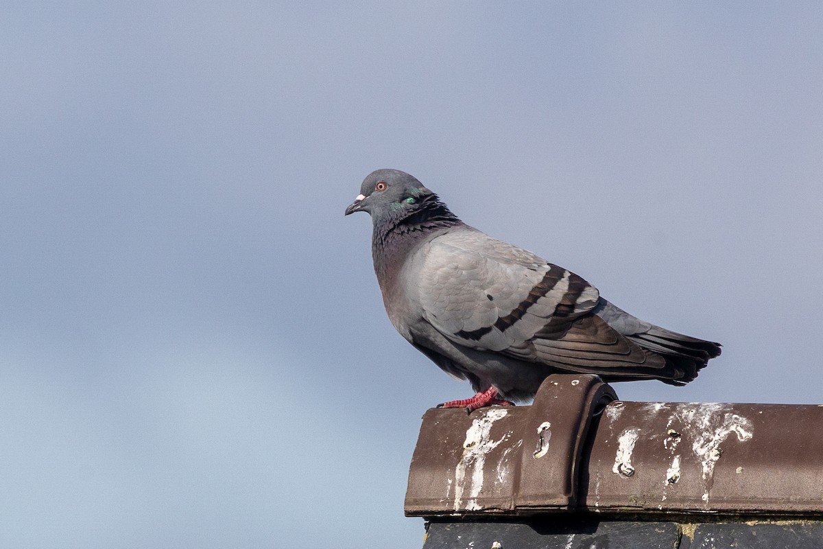 Rock Pigeon (Feral Pigeon) - ML618076294