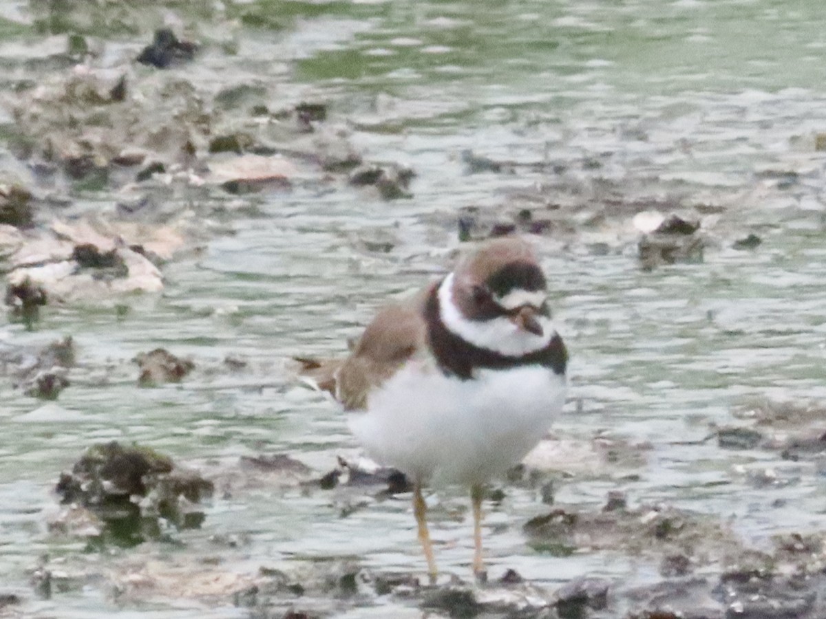 Semipalmated Plover - ML618076319