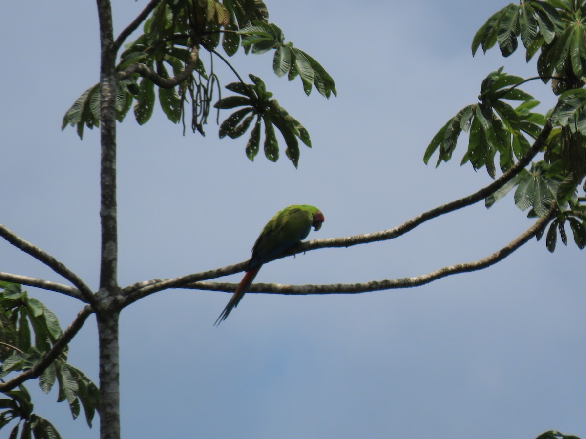 Great Green Macaw - ML618076324