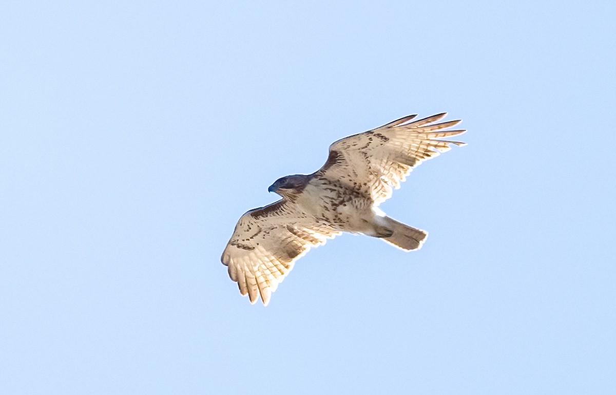Red-tailed Hawk - ML618076356