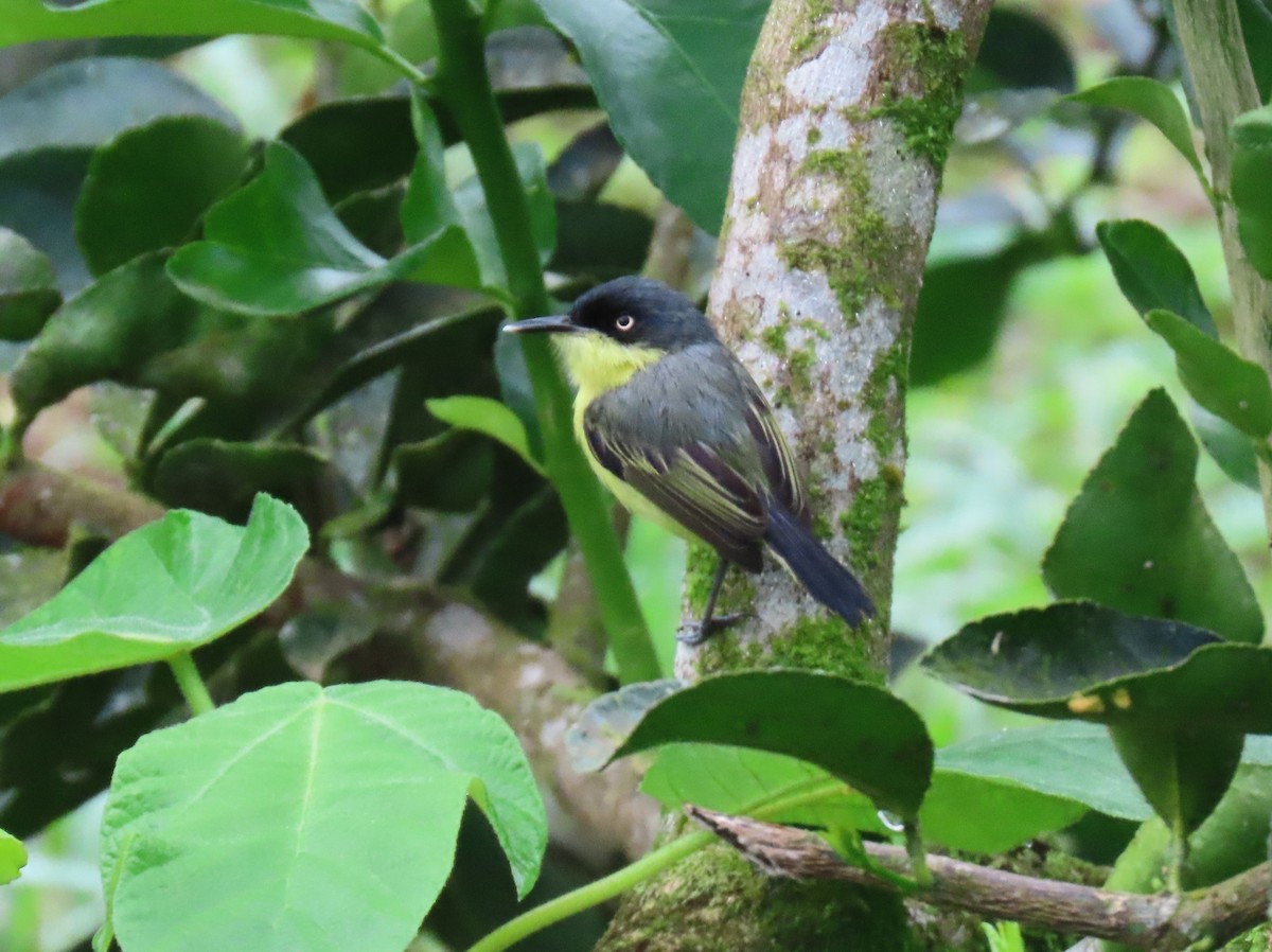 Common Tody-Flycatcher - Stephen Younger