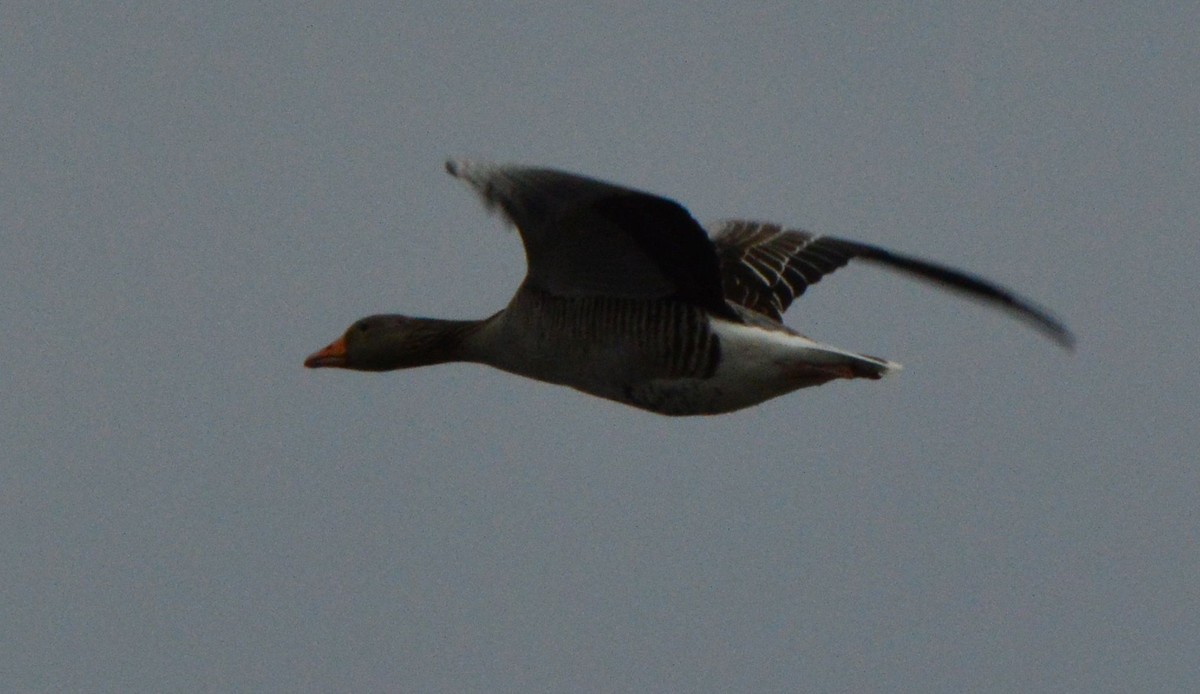 Graylag Goose - Anonymous
