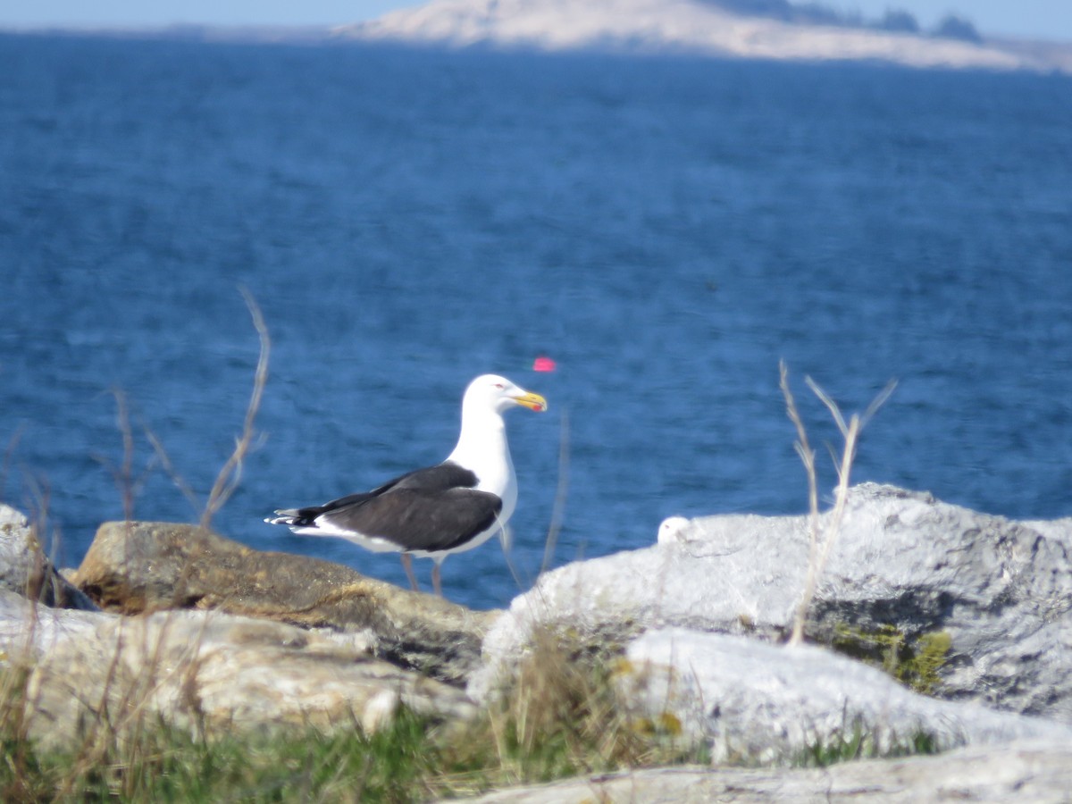 Great Black-backed Gull - Curtis Mahon