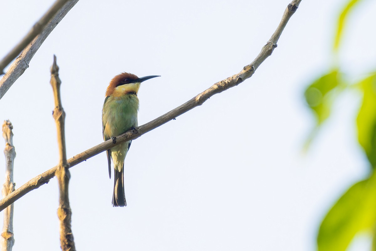 Chestnut-headed Bee-eater - Muangpai Suetrong