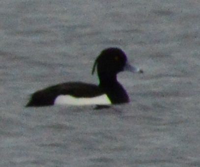 Tufted Duck - ML618076463
