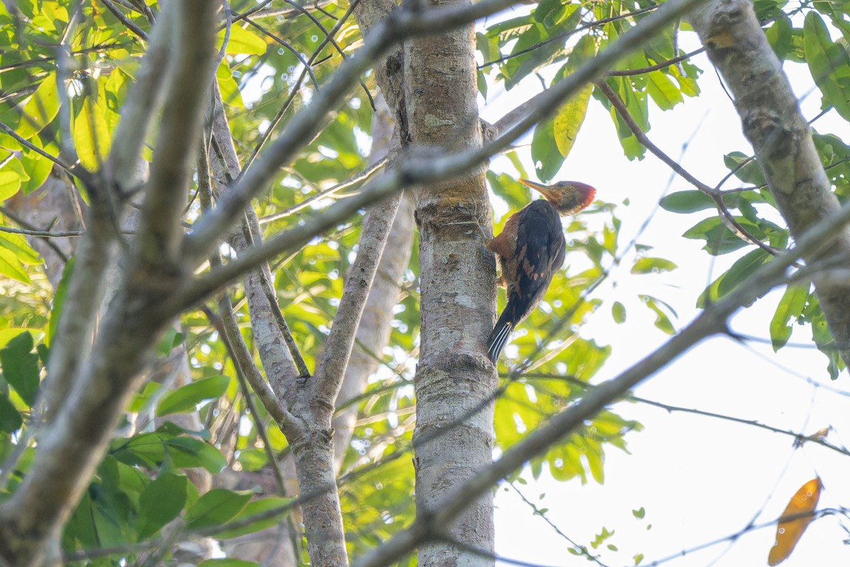 Orange-backed Woodpecker - ML618076466