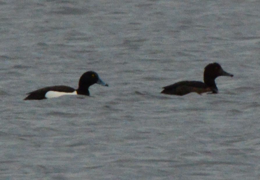 Tufted Duck - ML618076467