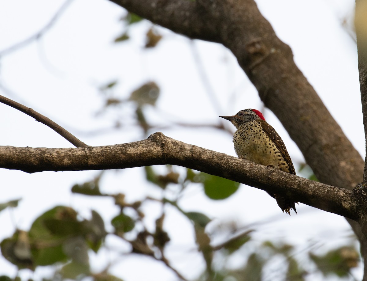 Nubian Woodpecker - ML618076480