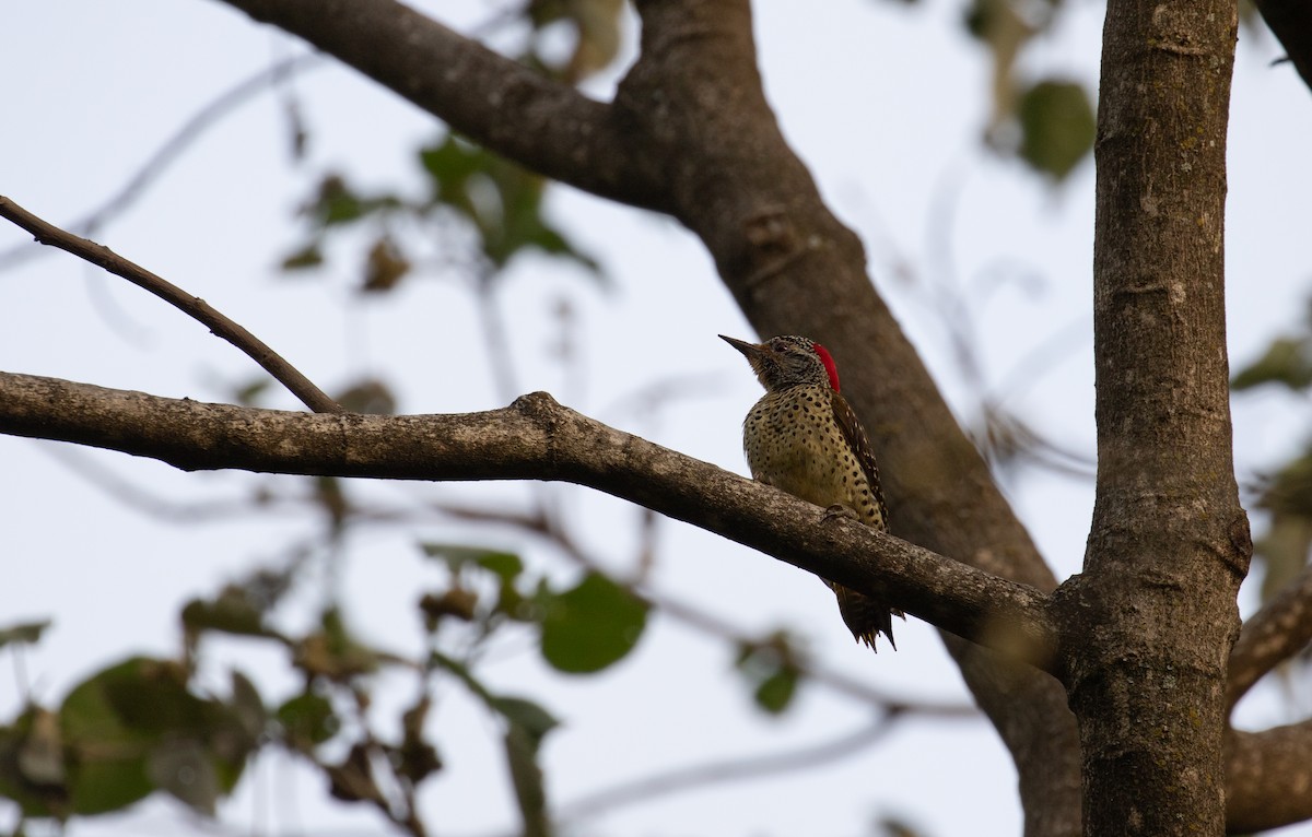 Nubian Woodpecker - ML618076482