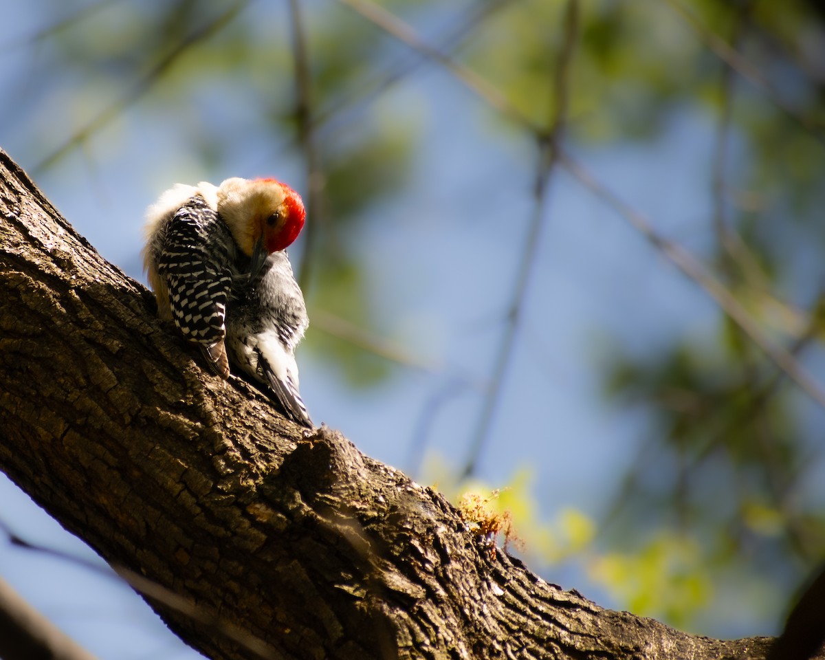 Red-bellied Woodpecker - Aidan Ung