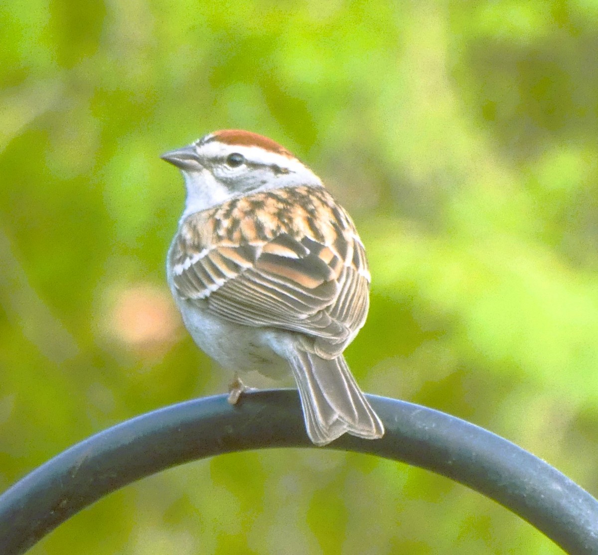 Chipping Sparrow - ML618076504