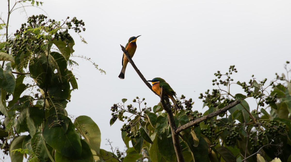 Ethiopian Bee-eater - simon walkley