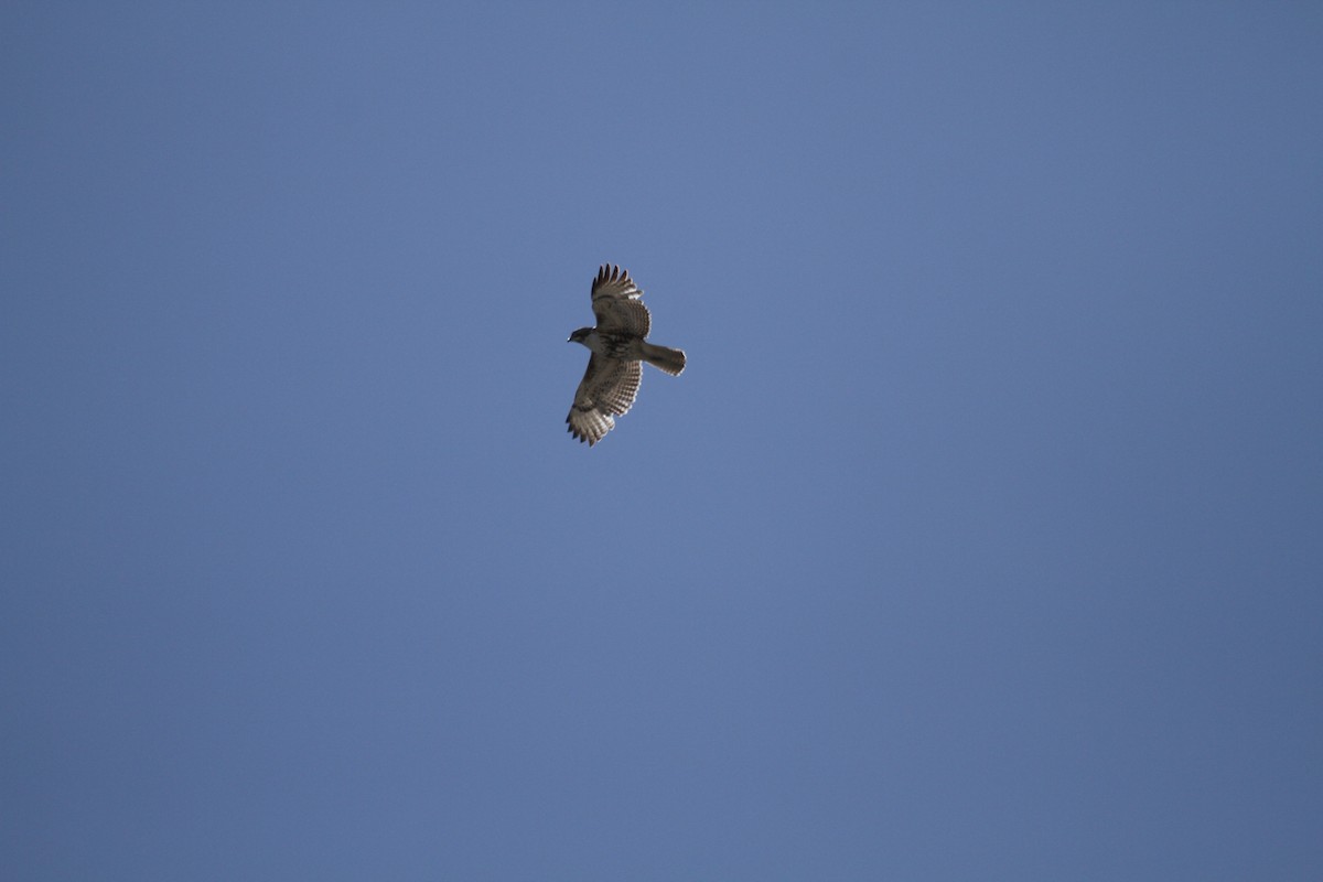 Red-tailed Hawk - ML618076524