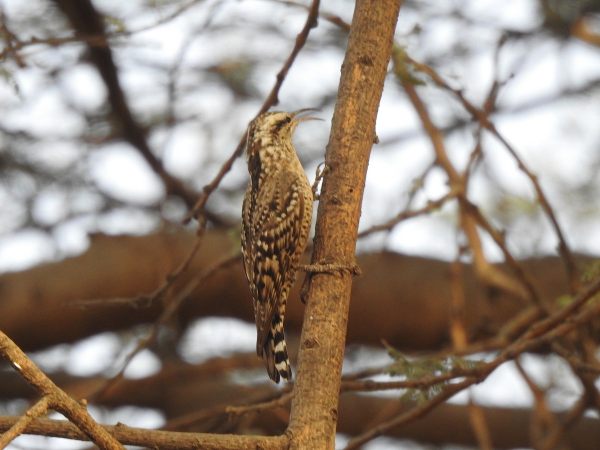Indian Spotted Creeper - ML618076561
