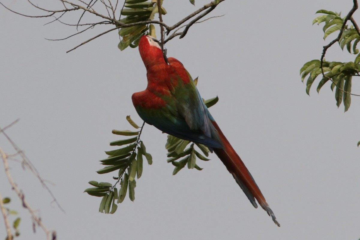 Red-and-green Macaw - Richard Dunn