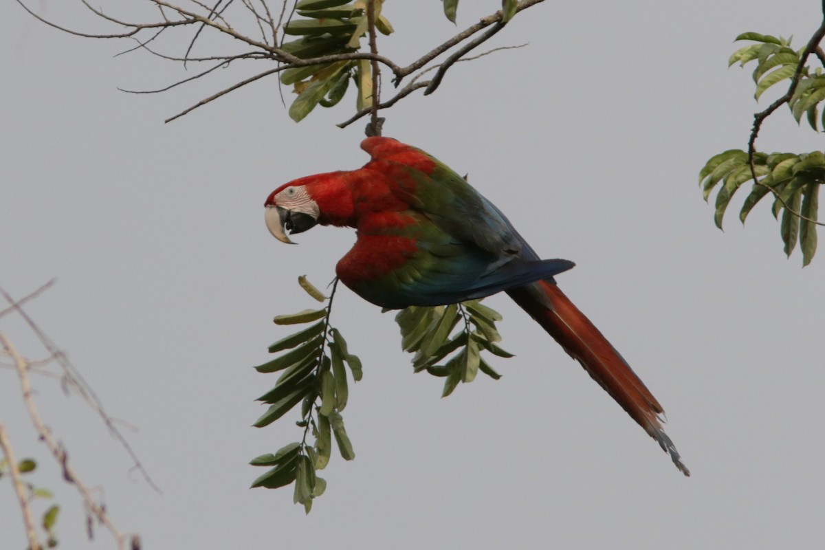 Red-and-green Macaw - Richard Dunn