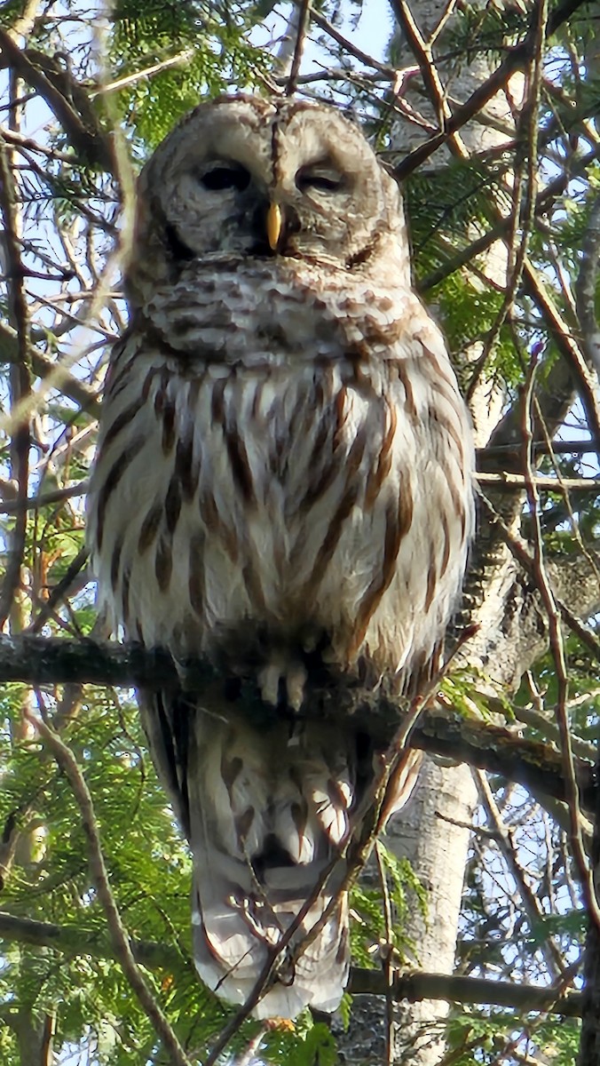 Barred Owl - ML618076582