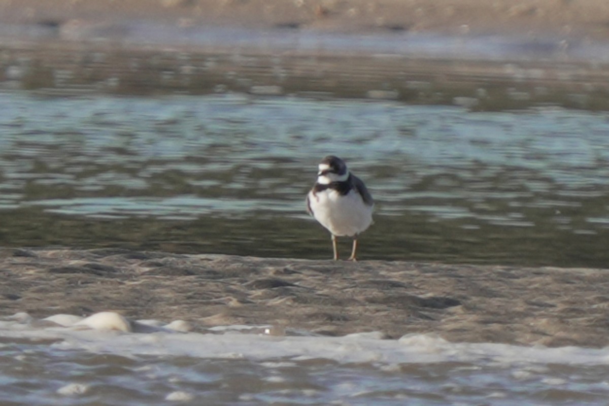 Semipalmated Plover - ML618076585