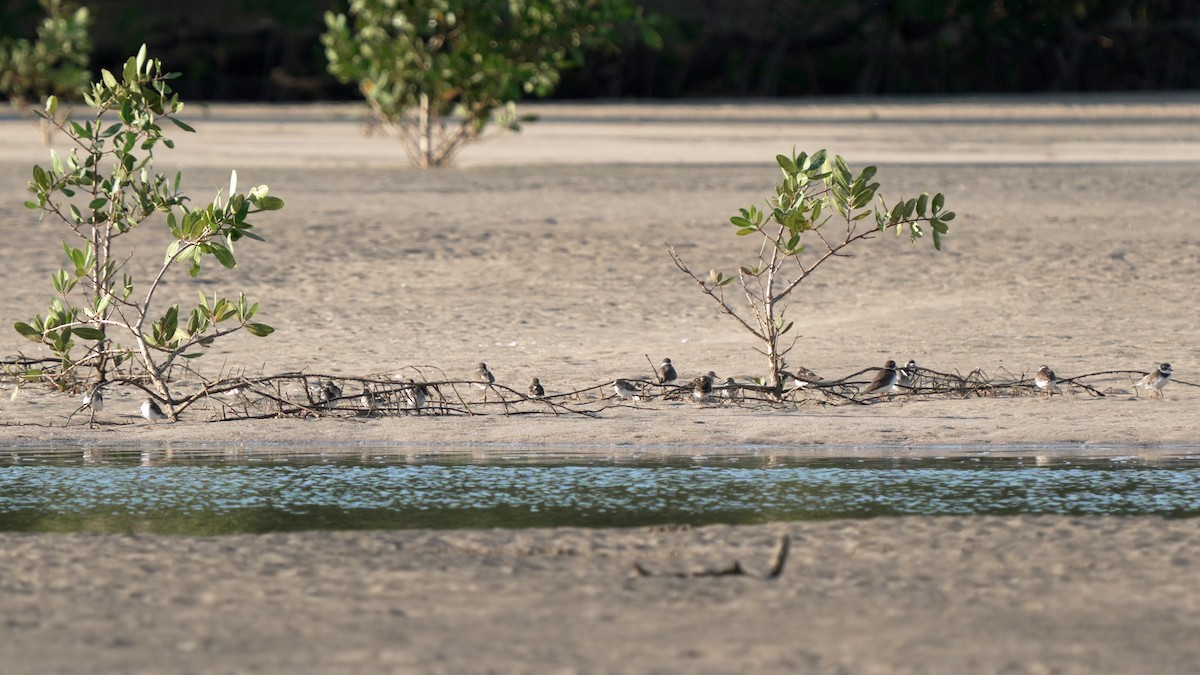 Semipalmated Plover - Kenny Frisch