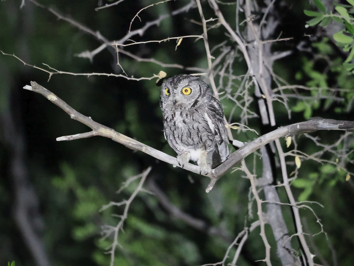 Western Screech-Owl - Alexander Linton