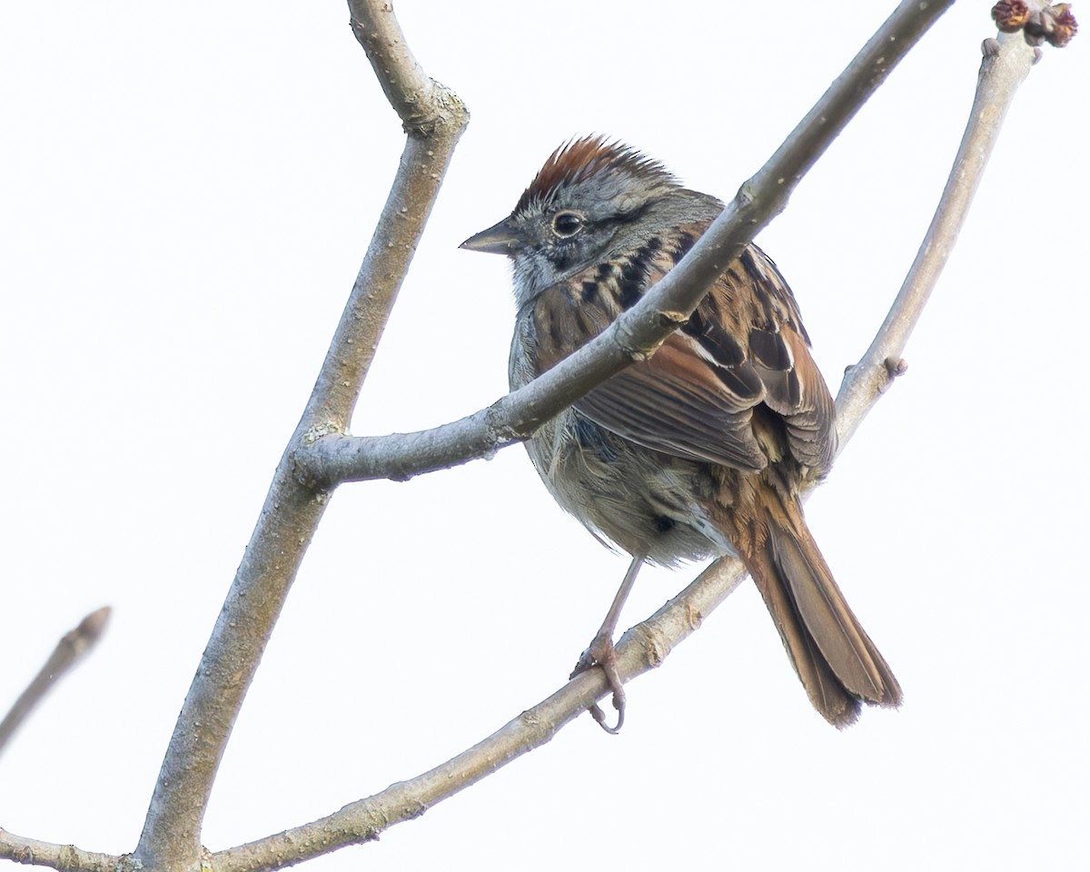 Swamp Sparrow - ML618076598