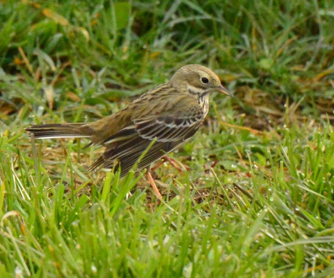 Meadow Pipit - ML618076600