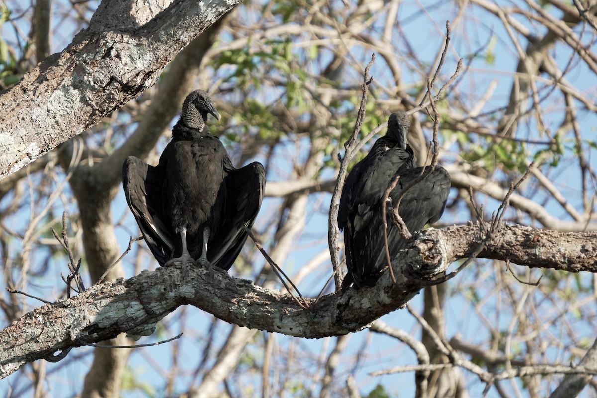 Black Vulture - ML618076625