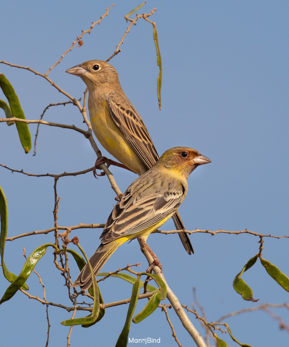 Red-headed Bunting - ML618076651