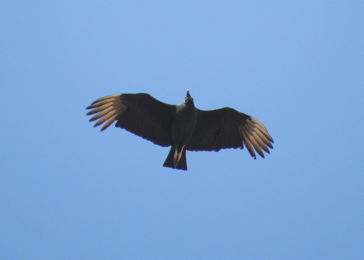 Black Vulture - ML618076653