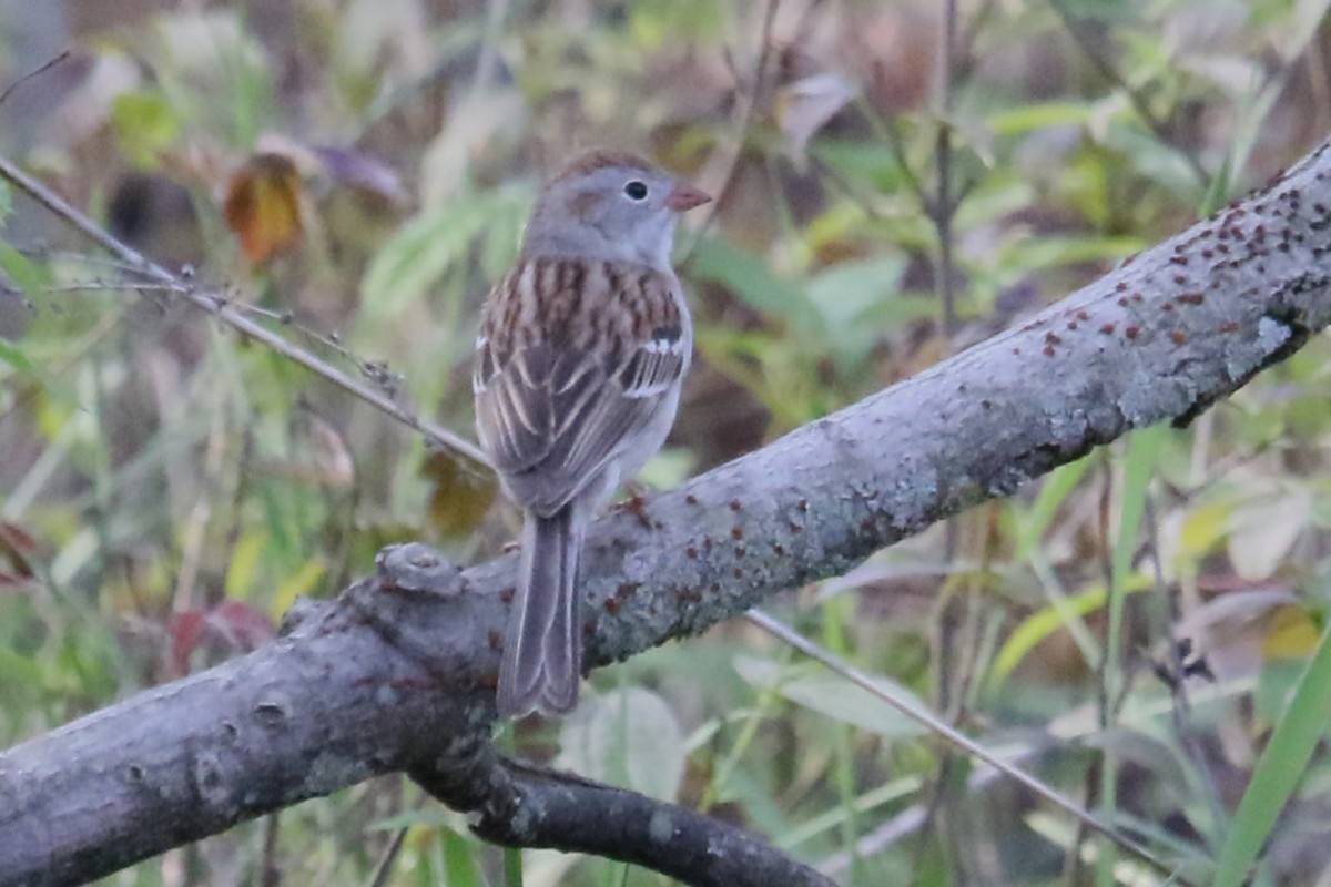Field Sparrow - ML618076661