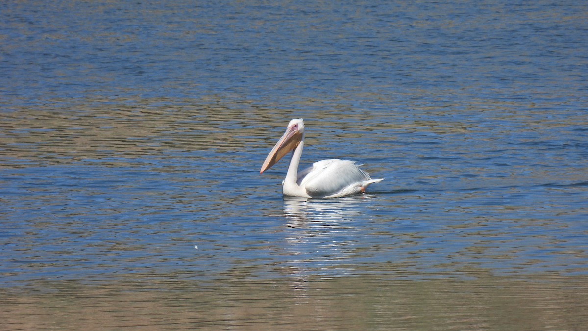 Great White Pelican - Johanne Boismenu