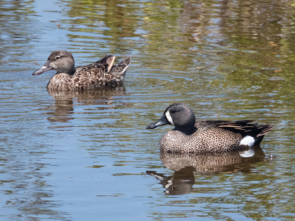 Blue-winged Teal - ML618076687