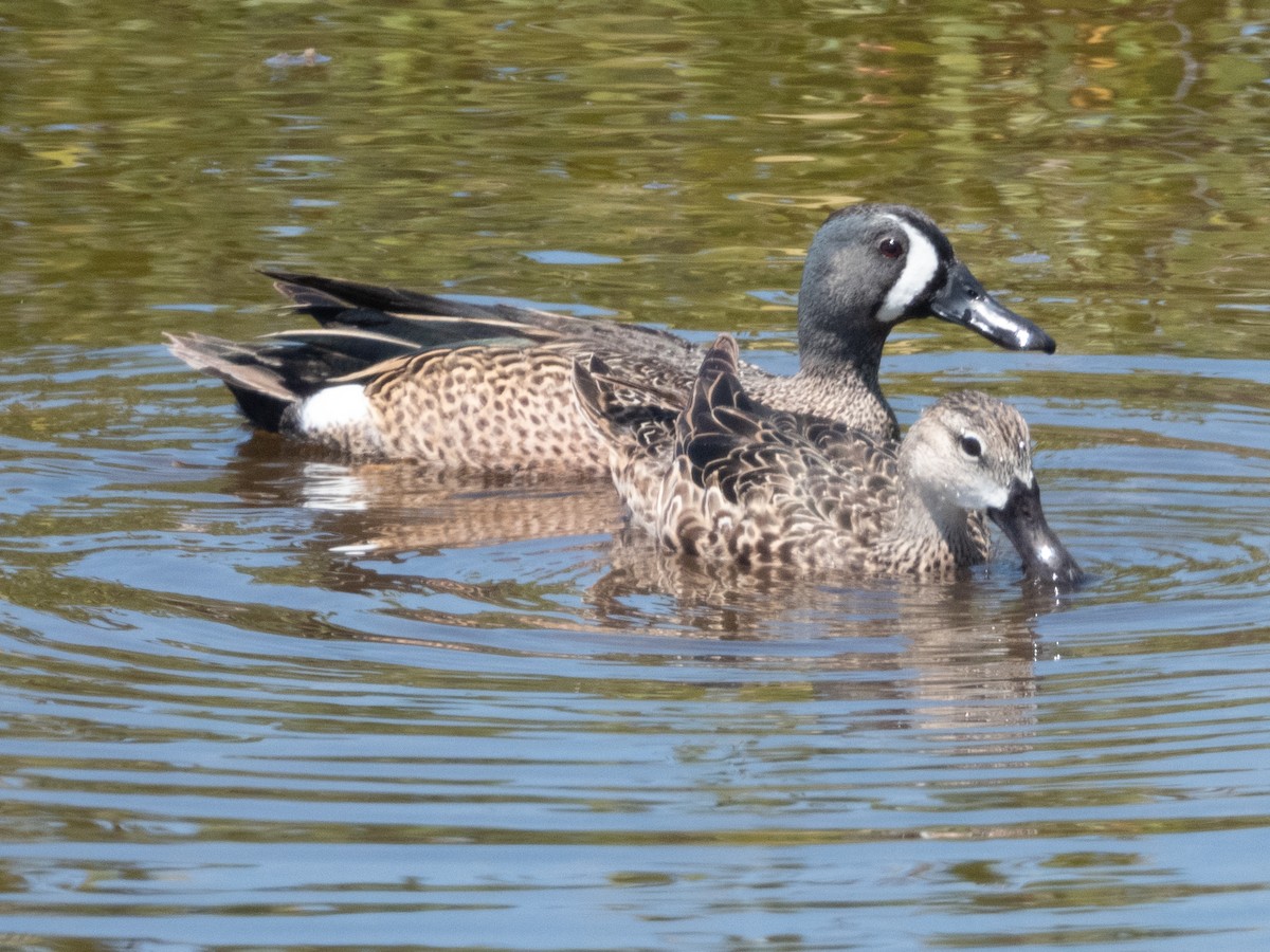 Blue-winged Teal - ML618076688