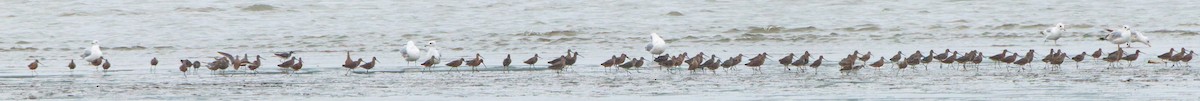 Long-billed Dowitcher - ML618076690