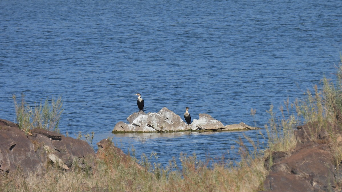 Great Cormorant (White-breasted) - Johanne Boismenu