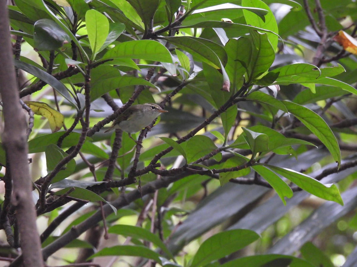 Ijima's Leaf Warbler - ML618076718