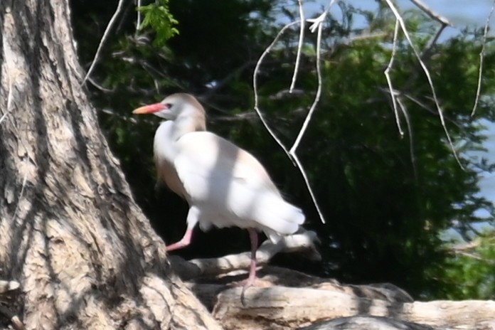 Чапля єгипетська (підвид ibis) - ML618076722
